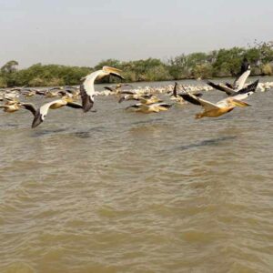 Parc National des Oiseaux du Djoudj